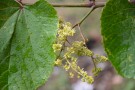 Live Plant Image