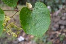 Live Plant Image