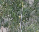 Live Plant Image