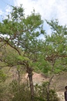 Live Plant Image
