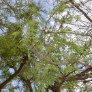 Live Plant Image