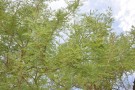 Live Plant Image