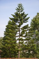 Live Plant Image
