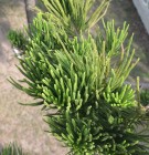 Live Plant Image