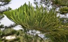 Live Plant Image