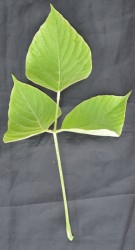 Live Plant Image