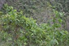 Live Plant Image