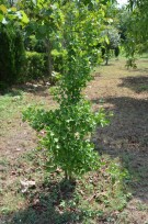 Live Plant Image