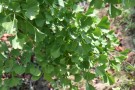 Live Plant Image