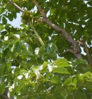 Live Plant Image