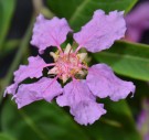 Live Plant Image