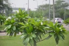 Live Plant Image
