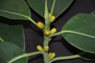 Live Plant Image