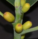 Live Plant Image