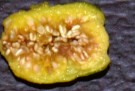 Live Plant Image