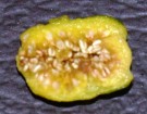 Live Plant Image