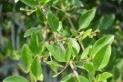 Live Plant Image