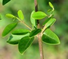 Live Plant Image