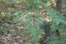 Live Plant Image