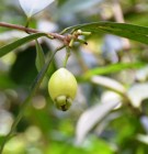 Live Plant Image