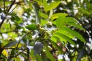 Live Plant Image