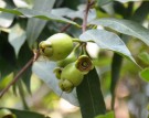 Live Plant Image