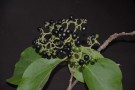 Live Plant Image