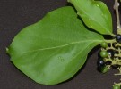 Live Plant Image