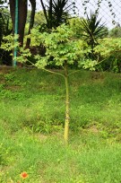 Live Plant Image