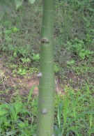 Live Plant Image