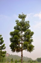 Live Plant Image