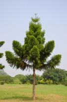 Live Plant Image