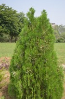 Live Plant Image