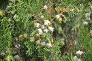 Live Plant Image