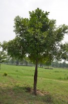 Live Plant Image