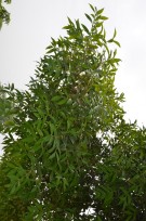 Live Plant Image