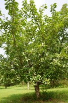 Live Plant Image