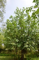 Live Plant Image