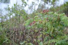Live Plant Image
