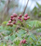 Live Plant Image