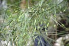 Live Plant Image