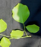 Live Plant Image