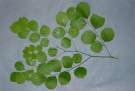 Live Plant Image