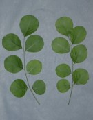 Live Plant Image