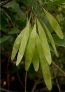 Live Plant Image