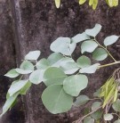 Live Plant Image