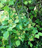 Live Plant Image