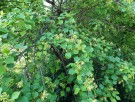 Live Plant Image