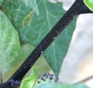 Live Plant Image