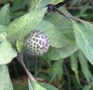 Live Plant Image